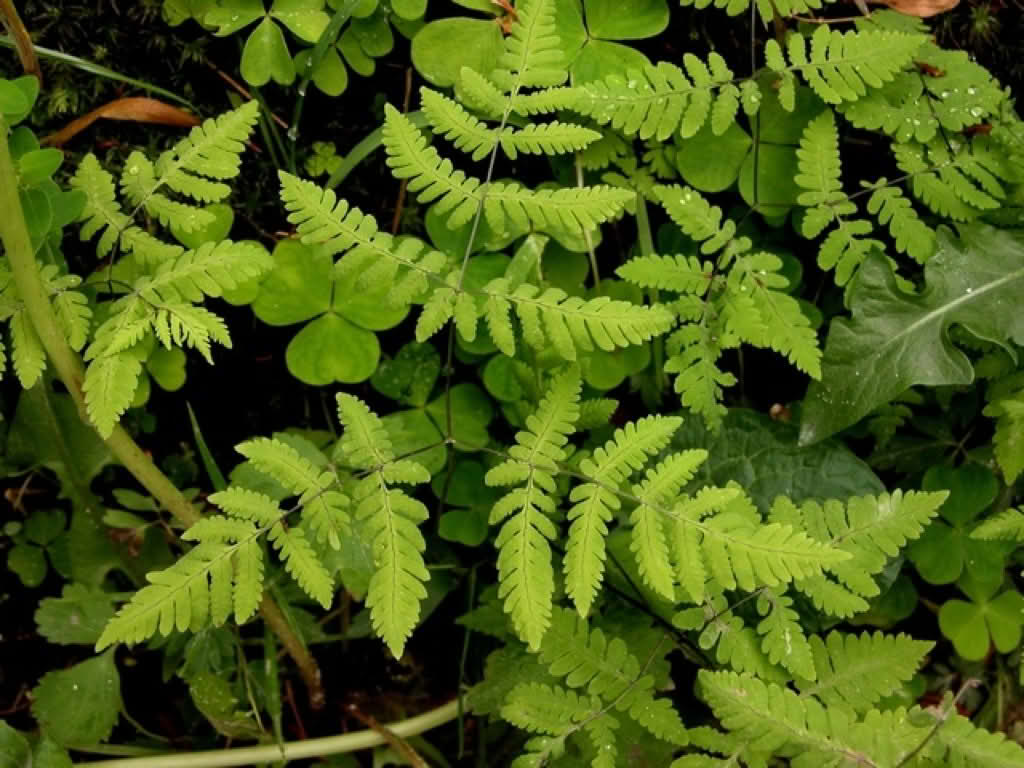 Gymnocarpium dryopteris