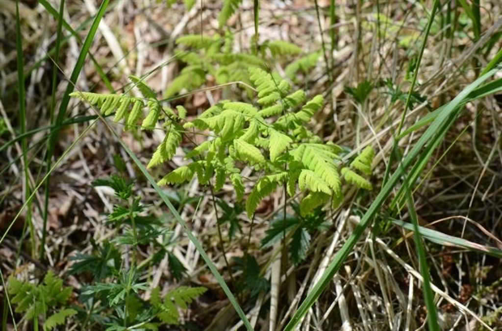 Gymnocarpium dryopteris