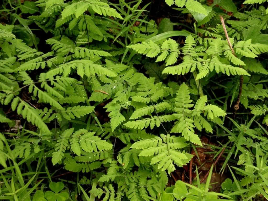 Gymnocarpium dryopteris