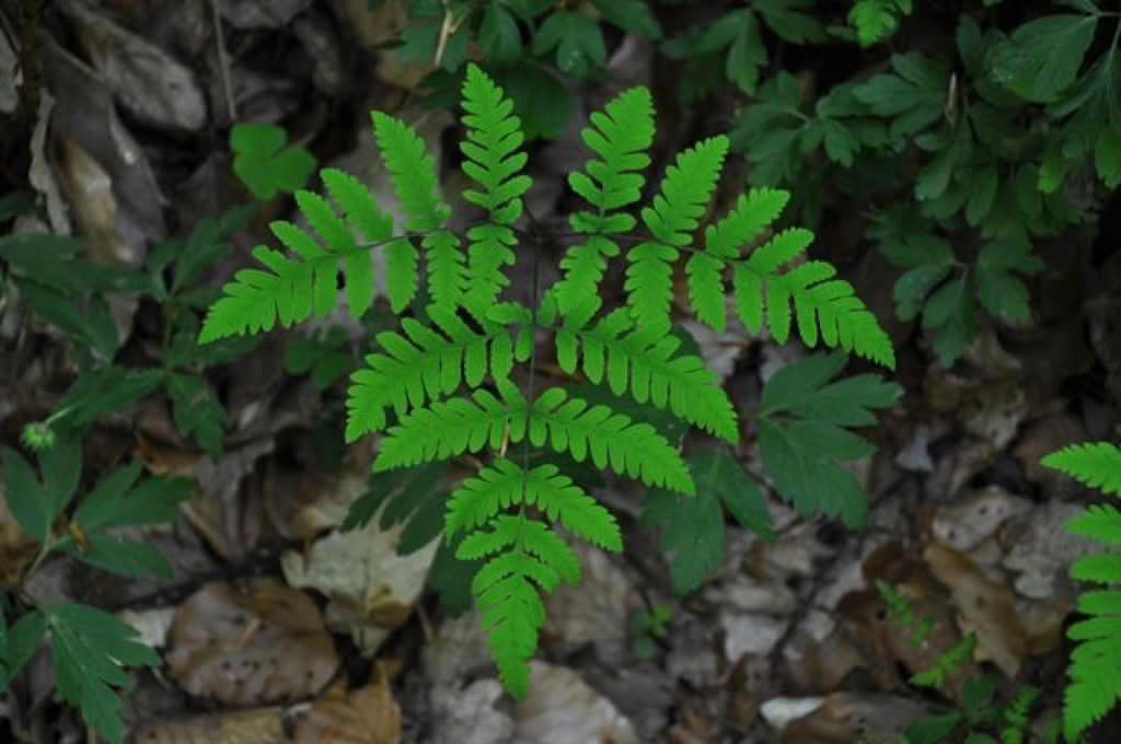 Gymnocarpium dryopteris