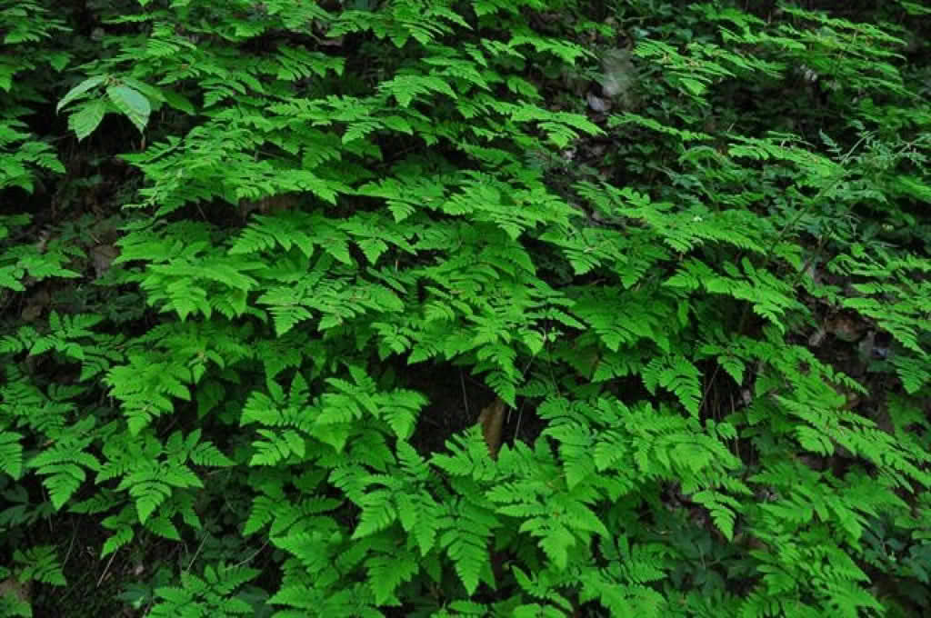 Gymnocarpium dryopteris