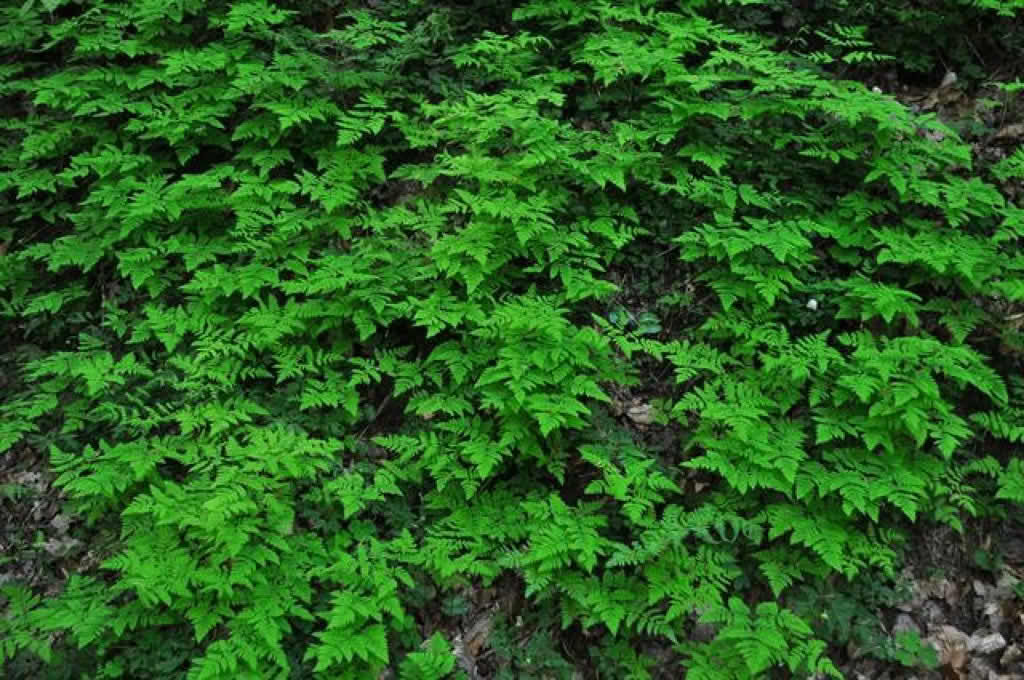 Gymnocarpium dryopteris