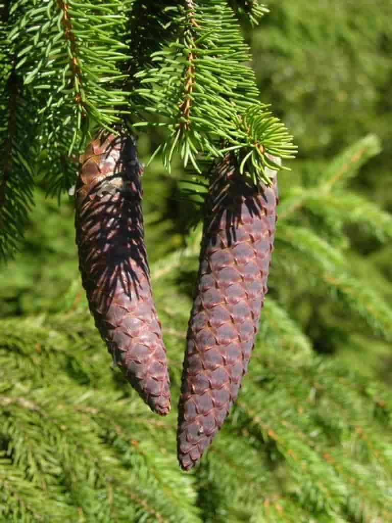 Picea abies