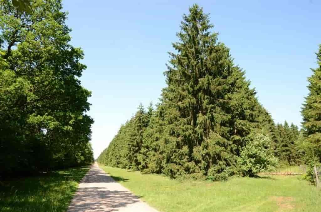 Picea abies