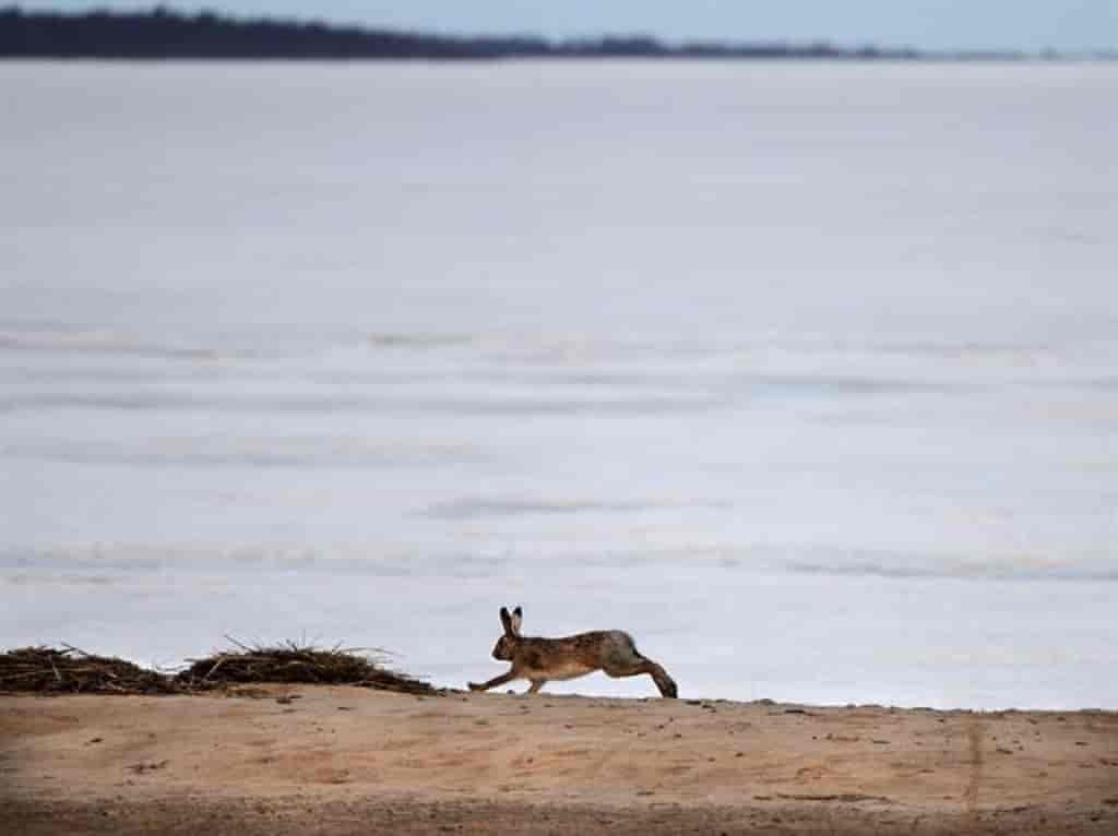 Lepus timidus