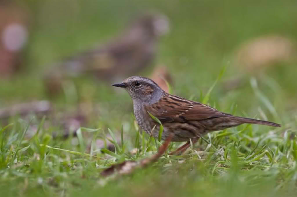 Prunella modularis