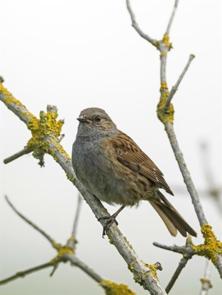 Prunella modularis