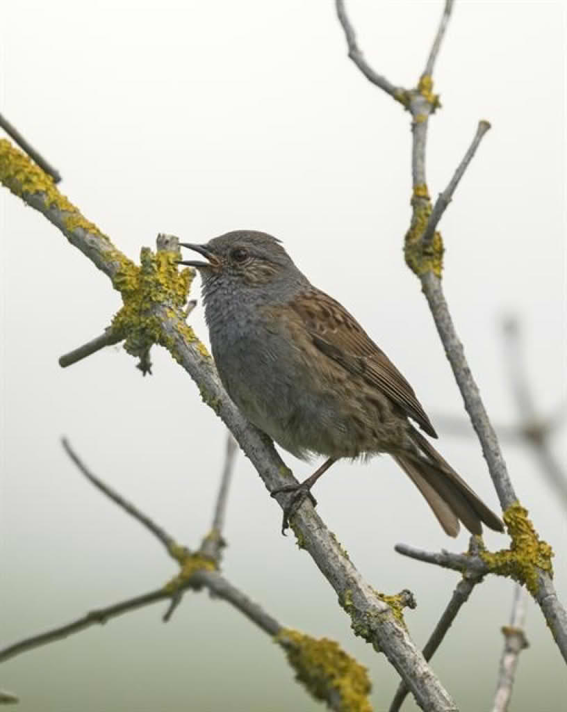 Prunella modularis