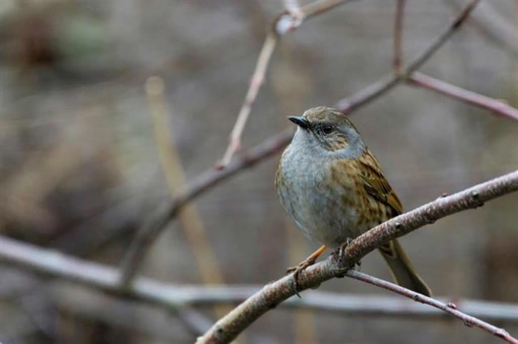 Prunella modularis