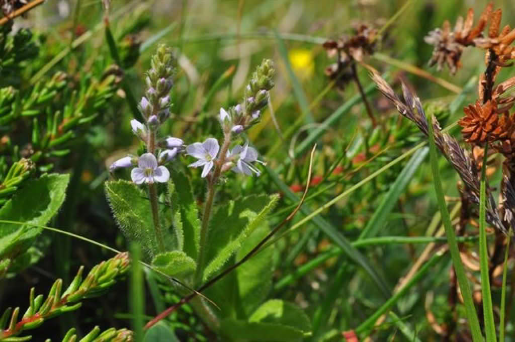 Veronica officinalis