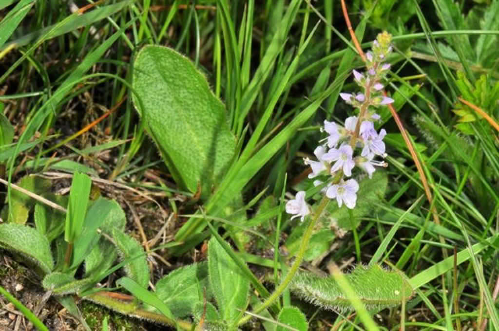 Veronica officinalis