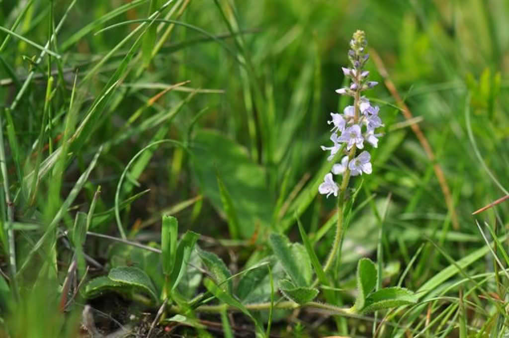 Veronica officinalis