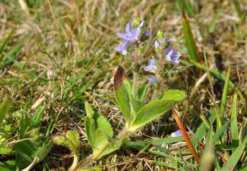 Veronica officinalis