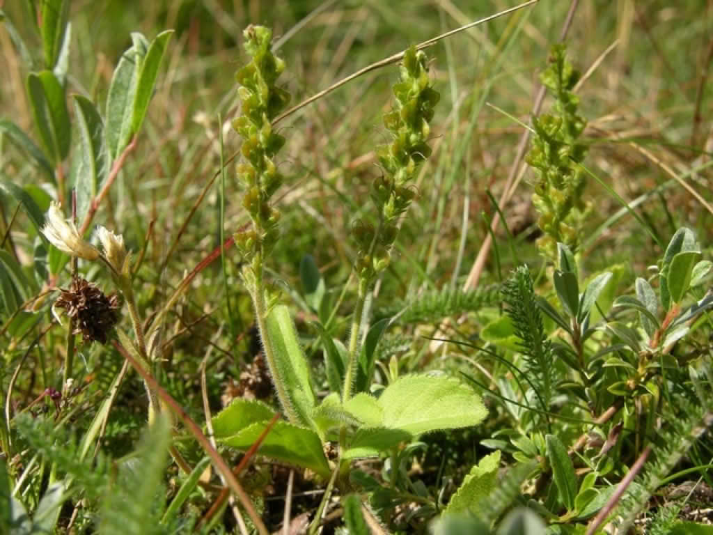 Veronica officinalis