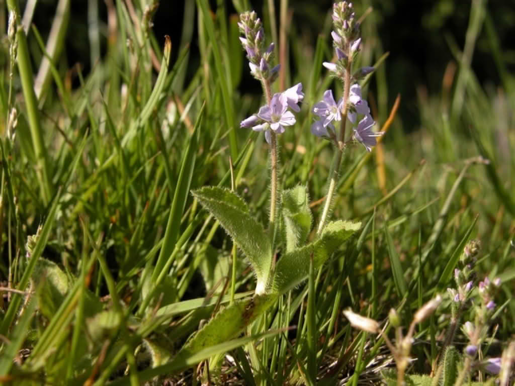 Veronica officinalis