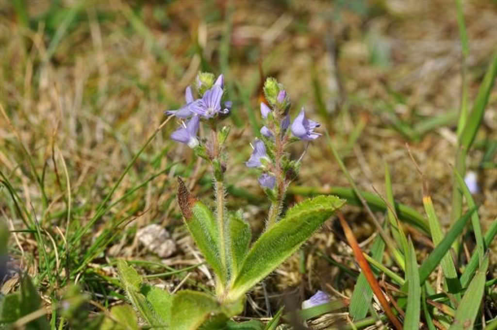 Veronica officinalis