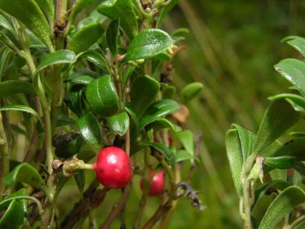 Arctostaphylos uva-ursi