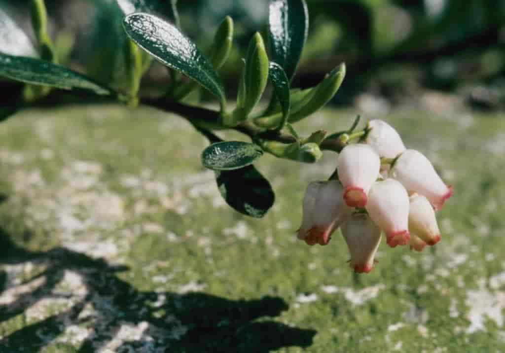 Arctostaphylos uva-ursi