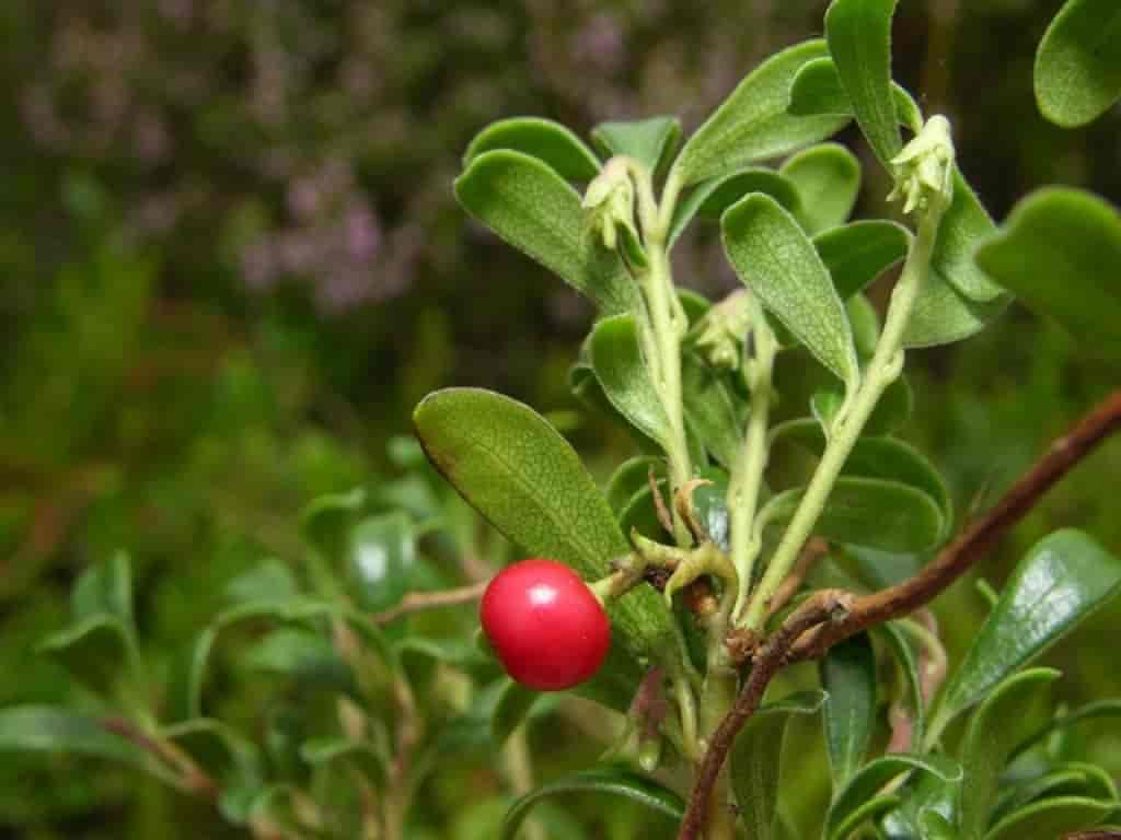 Arctostaphylos uva-ursi