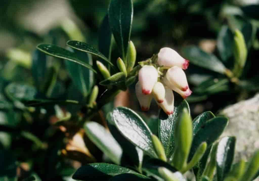 Arctostaphylos uva-ursi