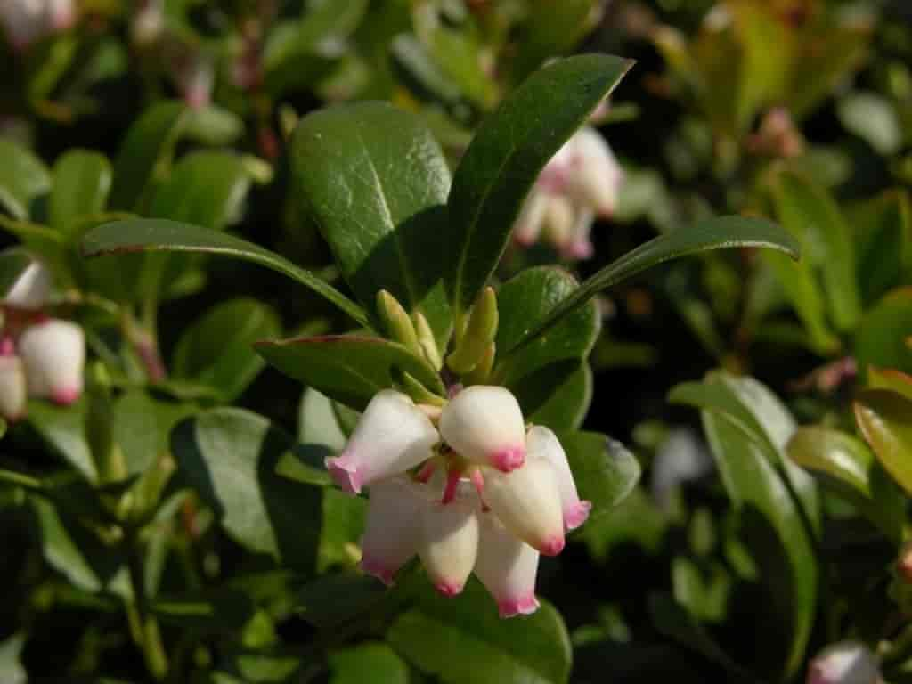 Arctostaphylos uva-ursi