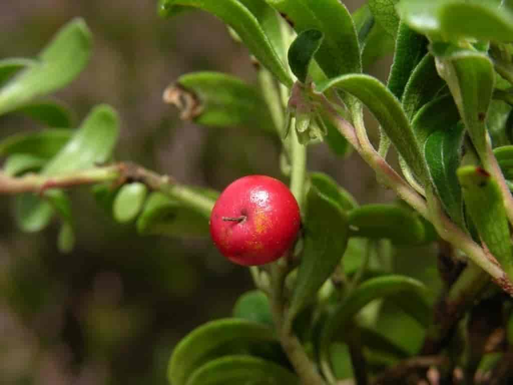 Arctostaphylos uva-ursi