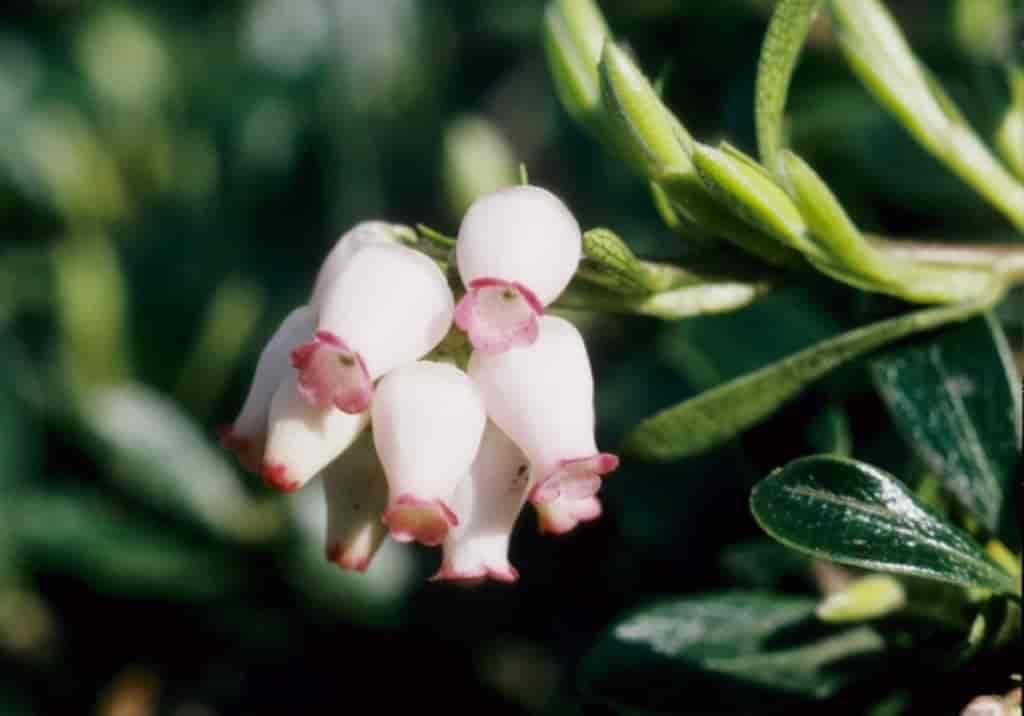 Arctostaphylos uva-ursi