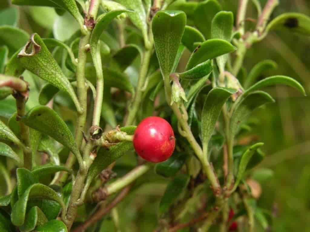 Arctostaphylos uva-ursi