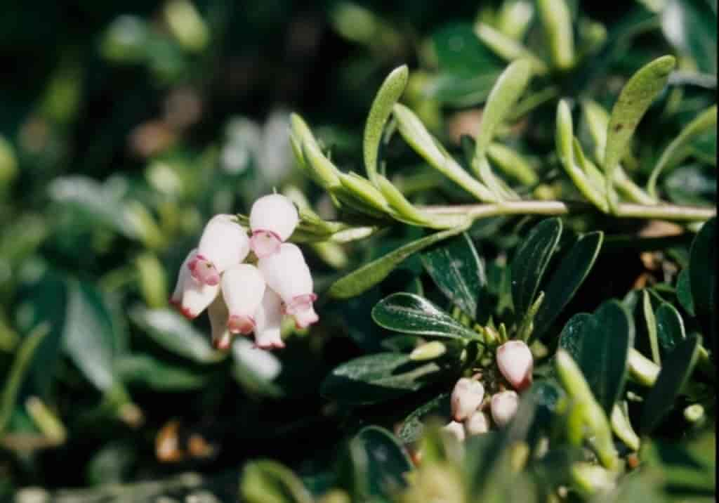 Arctostaphylos uva-ursi