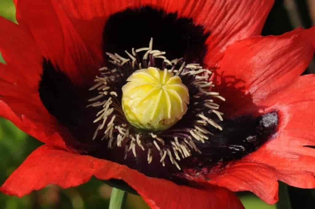 Papaver somniferum