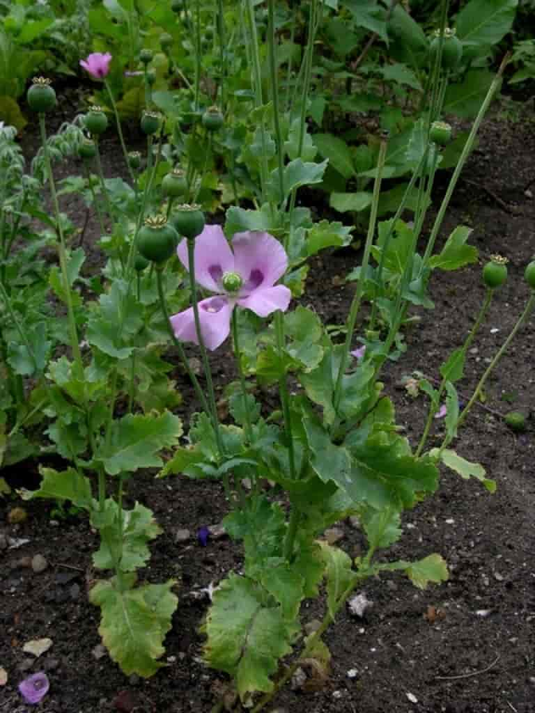 Papaver somniferum