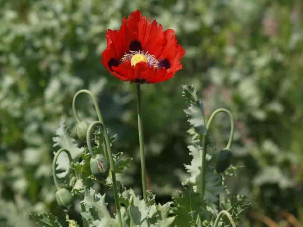 Papaver somniferum