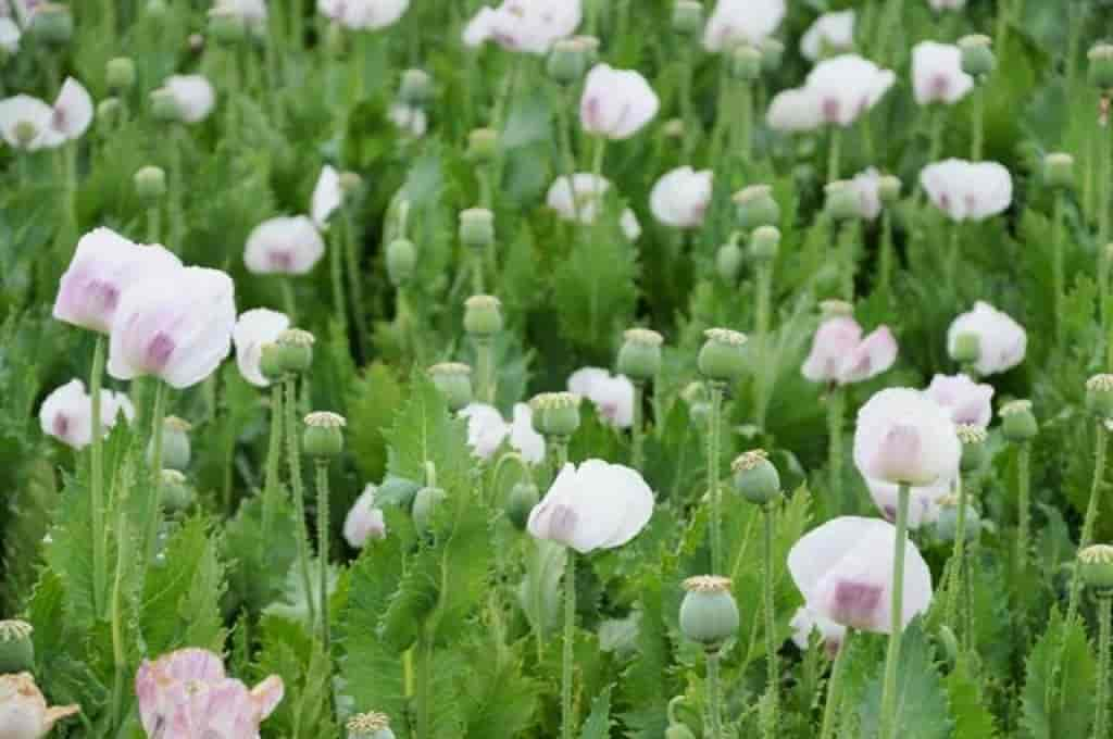 Papaver somniferum