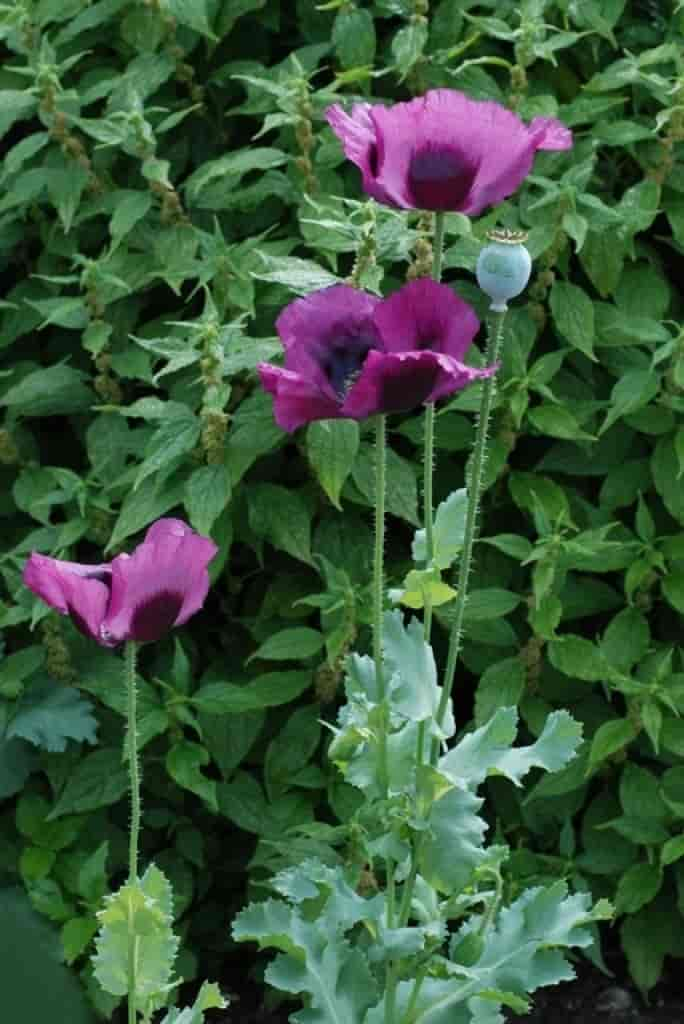 Papaver somniferum