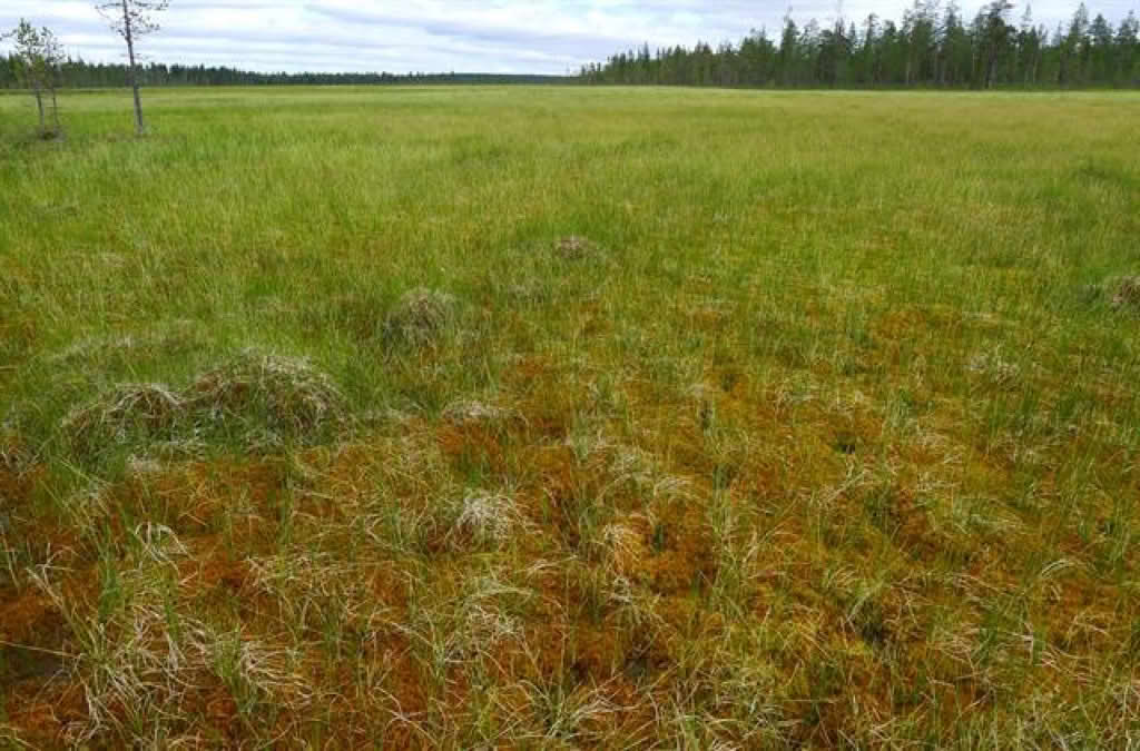 Carex rotundata