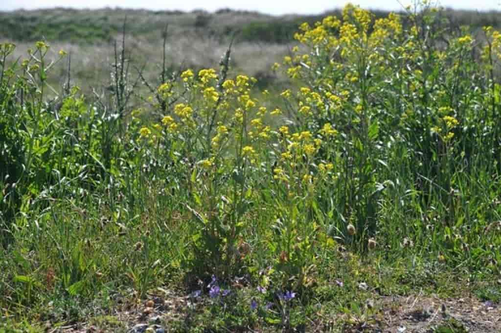 Bunias orientalis