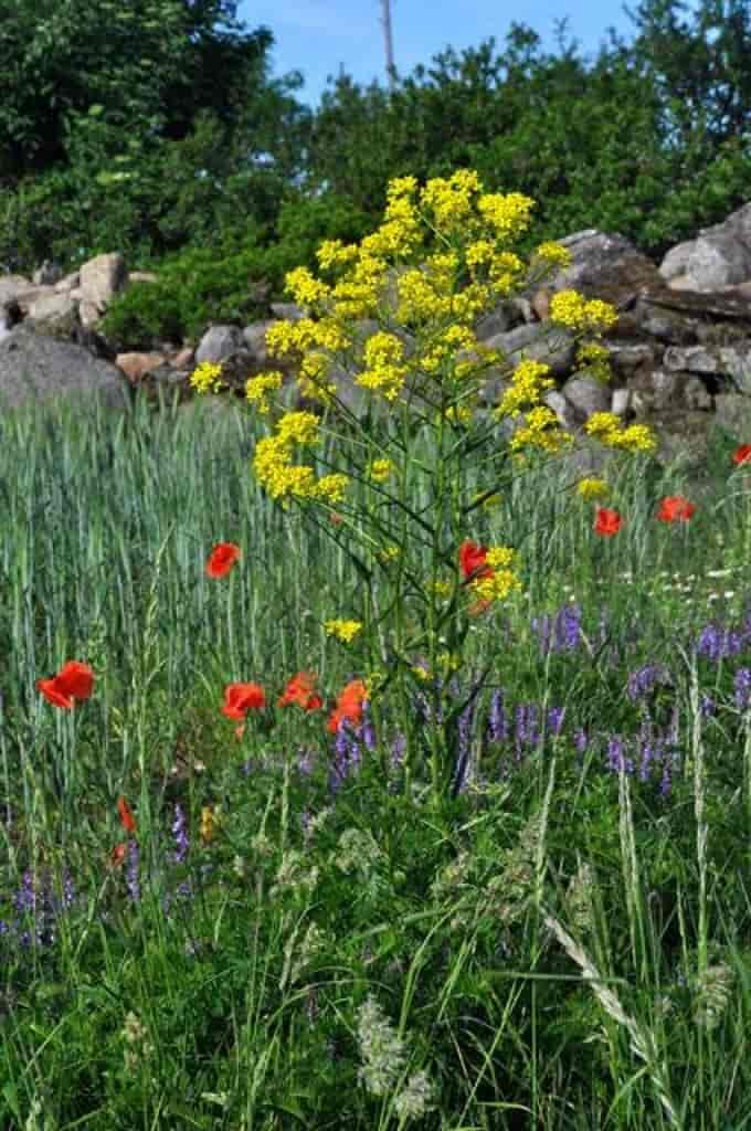 Bunias orientalis