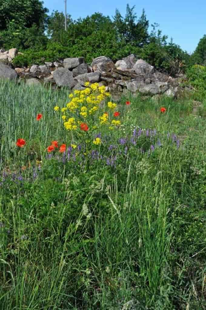 Bunias orientalis