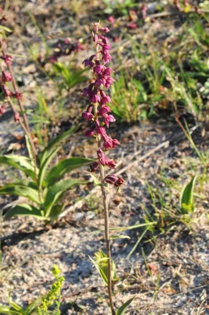 Epipactis atrorubens