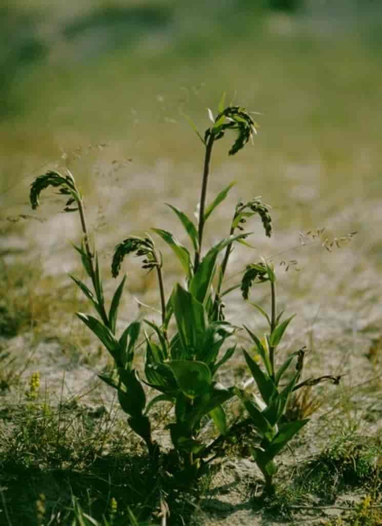 Epipactis atrorubens