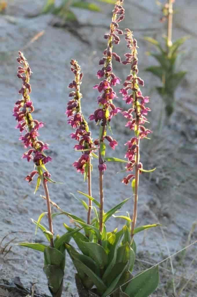 Epipactis atrorubens