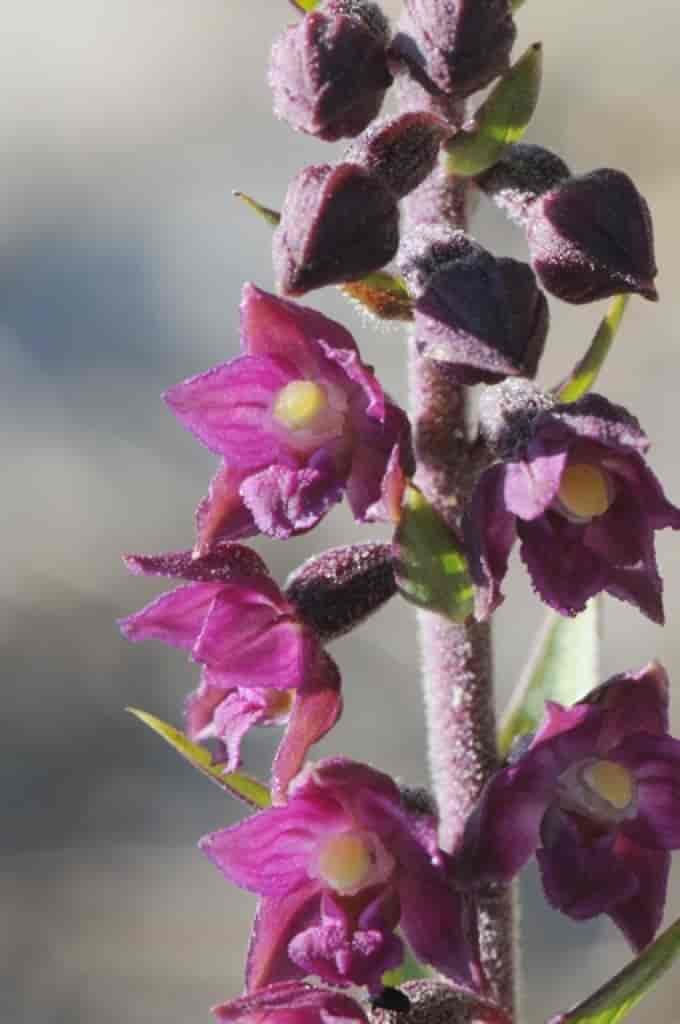 Epipactis atrorubens