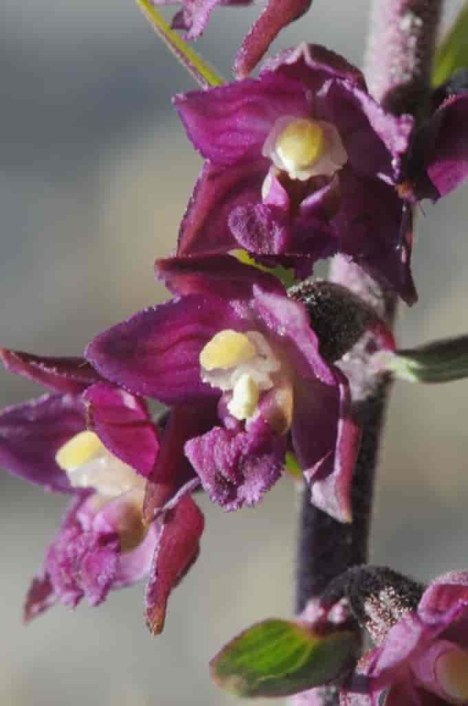 Epipactis atrorubens