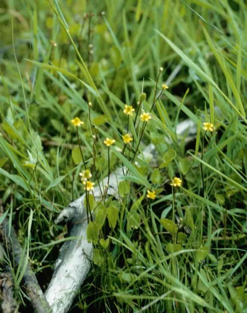 Ranunculus cymbalaria