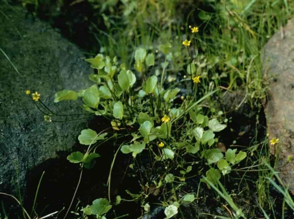 Ranunculus cymbalaria