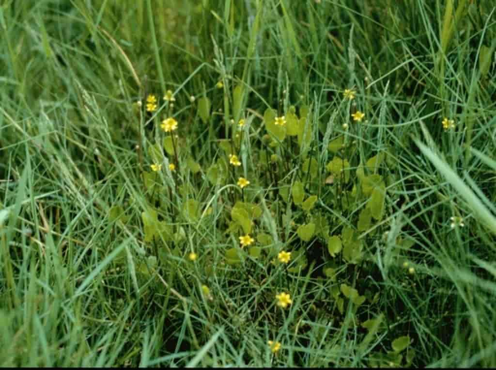 Ranunculus cymbalaria