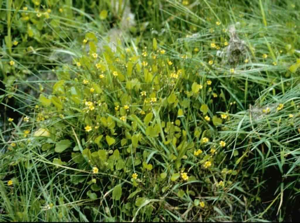 Ranunculus cymbalaria