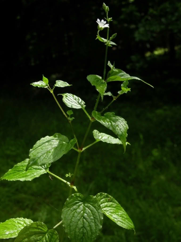 Stellaria nemorum ssp. glochidisperma