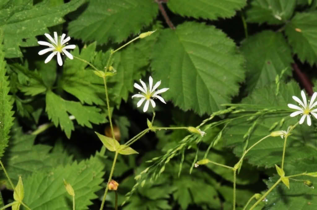 Stellaria nemorum ssp. nemorum