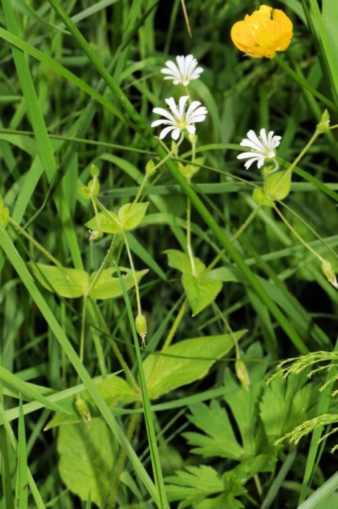 Stellaria nemorum ssp. nemorum